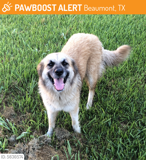 Found/Stray Unknown Dog last seen Near Crossmeadow Dr & Meadowridge Dr, Beaumont, TX 77706