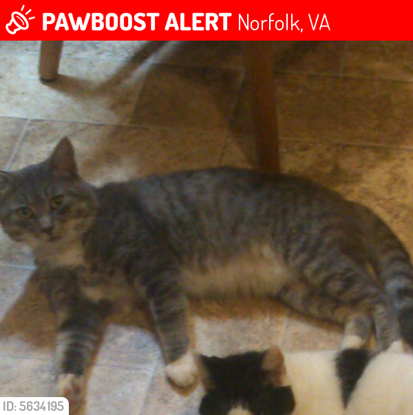 Lost Male Cat last seen Near Timothy Ave & Doris Dr, Norfolk, VA 23505