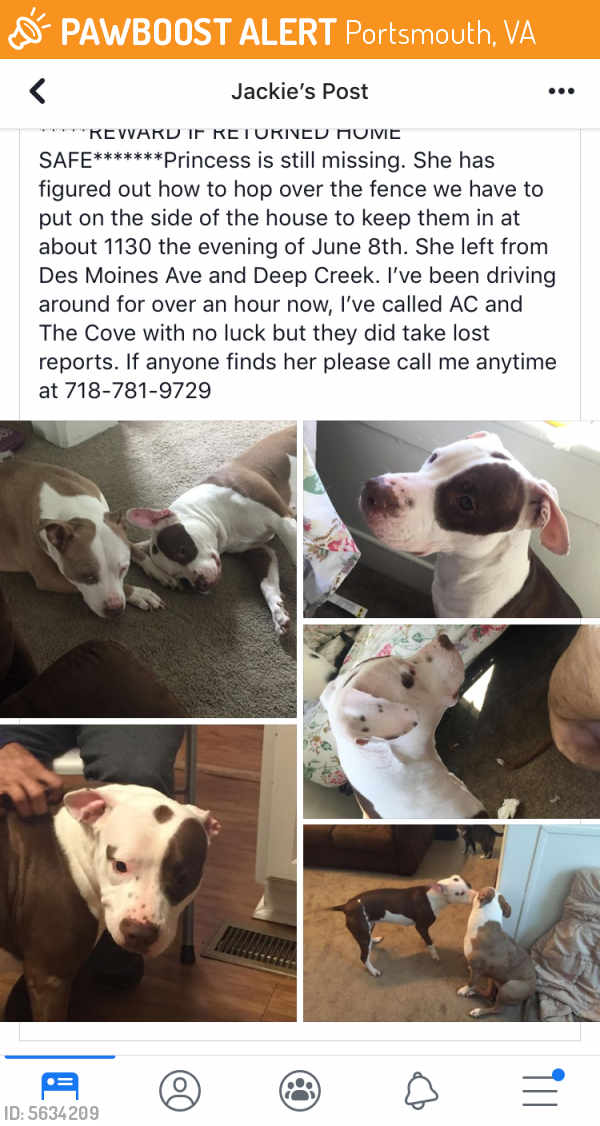 Found/Stray Female Dog last seen Near Irwin St & Channing Ave, Portsmouth, VA 23702