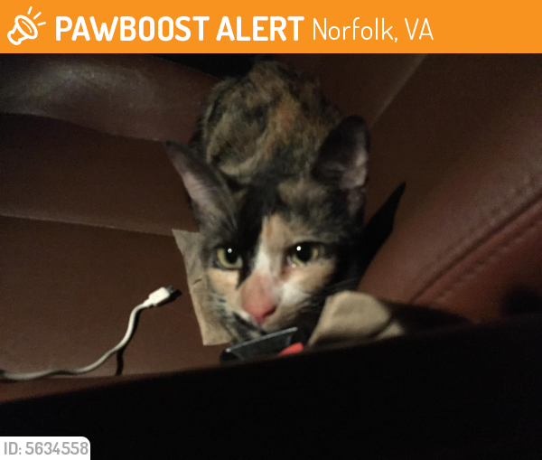 Found/Stray Unknown Cat last seen Near Norview Ave & N Military Hwy, Norfolk, VA 23513