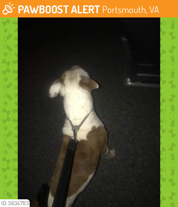 Surrendered Female Dog last seen Near Green Point Ln & Albany Way, Portsmouth, VA 23702
