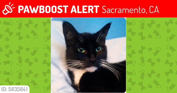 Lost Male Cat last seen Near Pinedale Ave & Sir Bradley Way, Sacramento, CA 95838