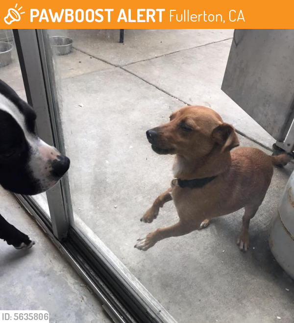 Rehomed Male Dog last seen Near W Commonwealth Ave & Turner Ave, Fullerton, CA 92833