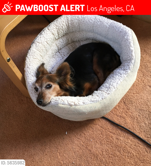 Lost Female Dog last seen Near Dalton Ave & W 30th St, Los Angeles, CA 90018