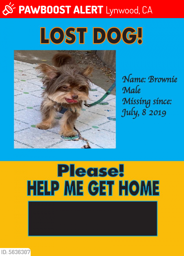 Lost Female Dog last seen Near Martin Luther King & Ernestine ave, Lynwood, CA 90262