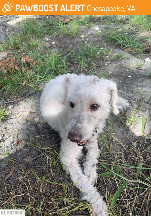 Found/Stray Male Dog last seen Near Mill Lake Quarter & Mabry Mill Pl, Chesapeake, VA 23320