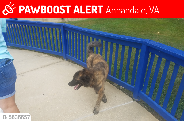 Lost Male Dog last seen Near Galanis Dr & Annandale Rd, Annandale, VA 22003