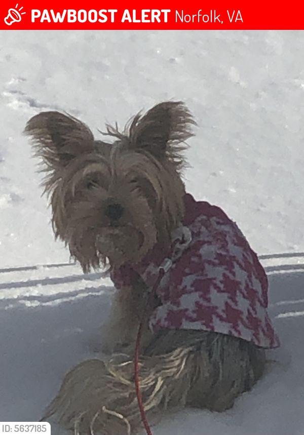 Lost Female Dog last seen Forest lawn between Virginia and Bexley, Norfolk, VA 23505