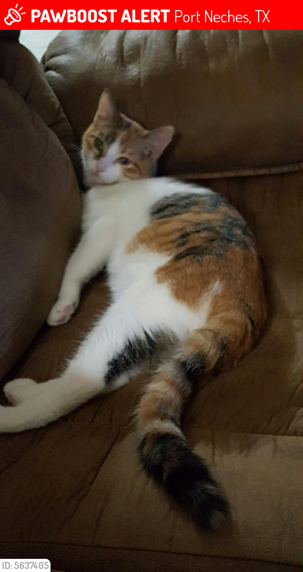Lost Female Cat last seen Near Boyd Ave & 11th St, Port Neches, TX 77651