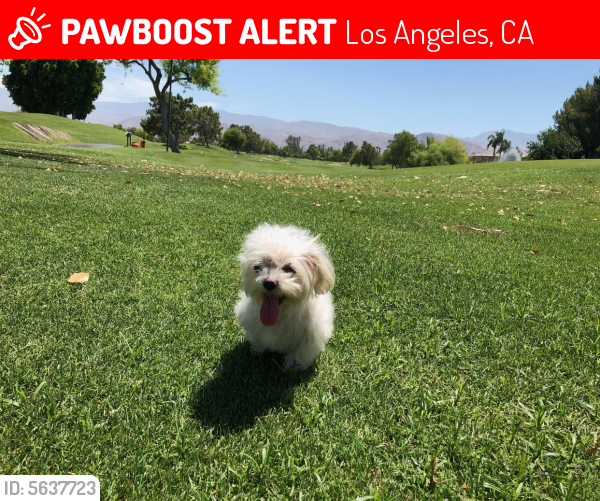 Lost Female Dog last seen Near W Vail Dr & Woodlake Ave, Los Angeles, CA 91307