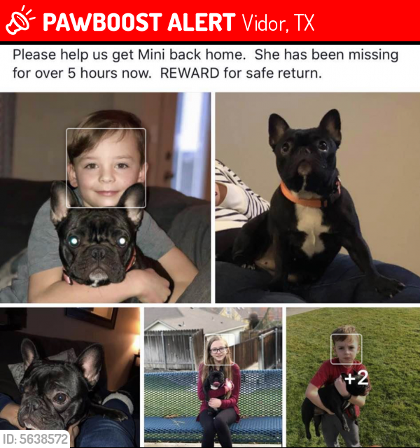 Lost Female Dog last seen Near Dixie Drive, Vidor, TX, USA, Vidor, TX 77662