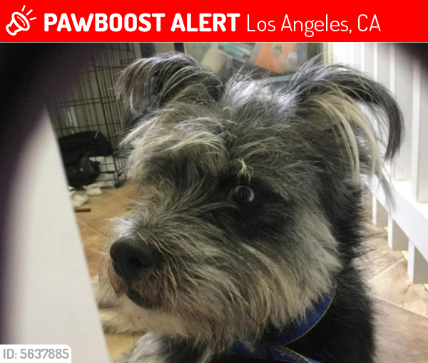 Lost Male Dog last seen Near 57th St & 4th , Los Angeles, CA 90043