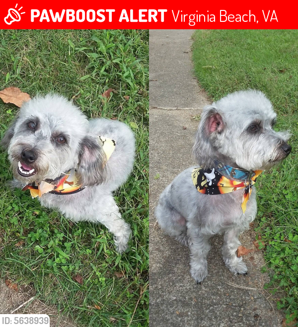 Lost Male Dog last seen Near Chimney Creek Dr & Smokey Chamber Dr, Virginia Beach, VA 23462