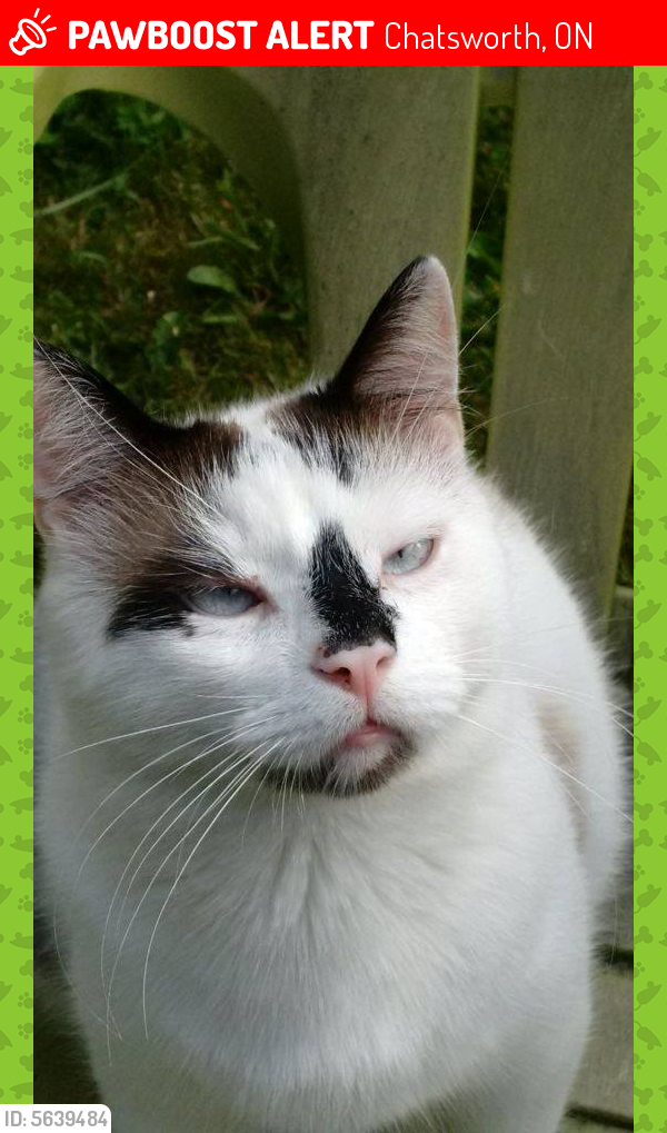 Lost Male Cat last seen Ontario 10, Chatsworth, ON, Canada, Chatsworth, ON 
