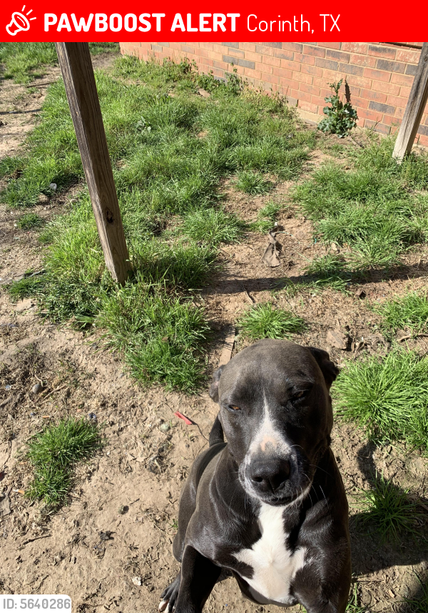 Lost Female Dog last seen Near Bellview Dr & Cliffview Dr, Corinth, TX 76210