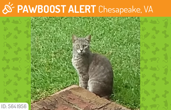 Found/Stray Unknown Cat last seen Near Jolliff Rd & Quivers Keep, Chesapeake, VA 23321