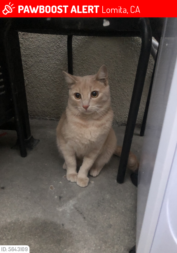 Lost Male Cat last seen Near Oak St & Avocado St, Lomita, CA 90717