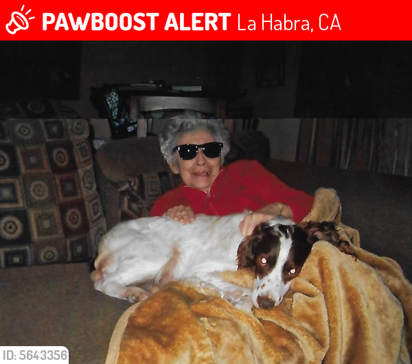 Lost Male Dog last seen Near W Lambert Rd & Martinez Dr, La Habra, CA 90631