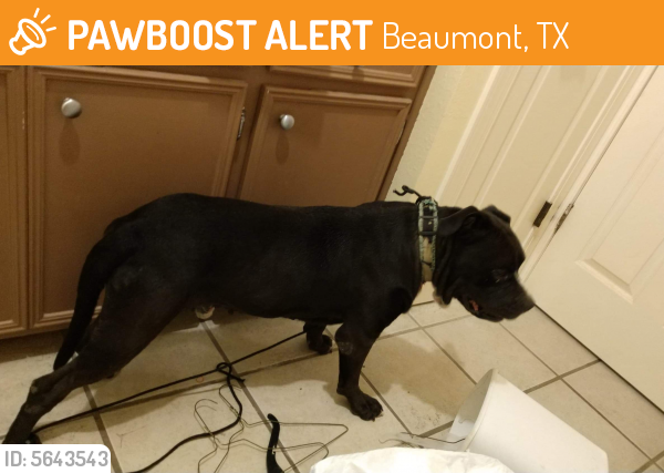 Found/Stray Male Dog last seen Near Landis Dr & Shelby Ave, Beaumont, TX 77707