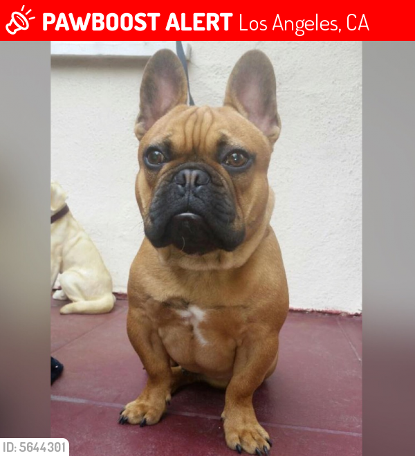 Lost Male Dog last seen Near W Pico Blvd & S Van Ness Ave, Los Angeles, CA 90019