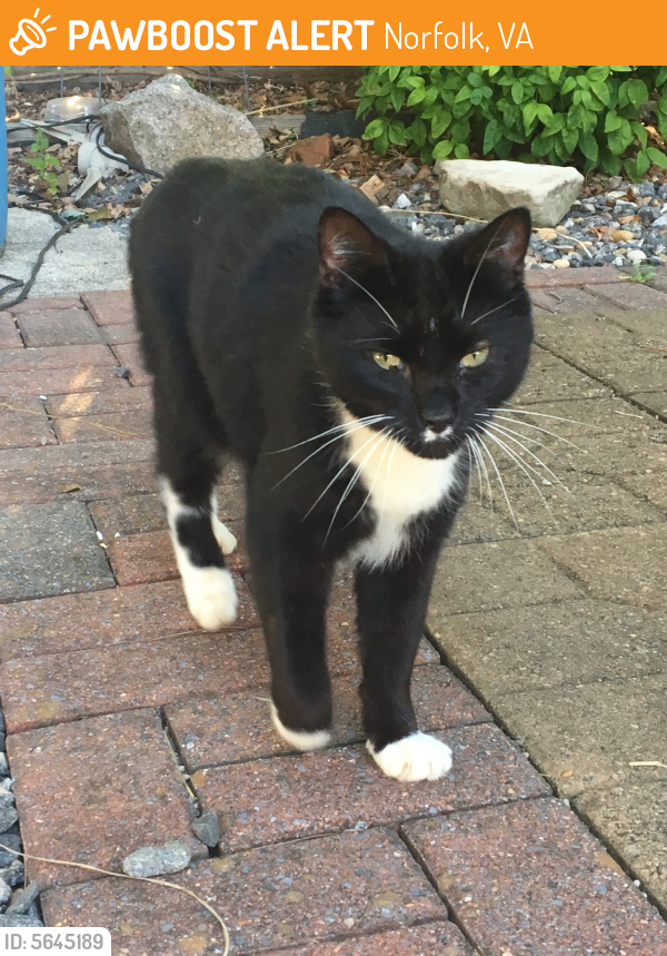 Found/Stray Unknown Cat last seen Tidewater and Chester, Norfolk, VA 23503