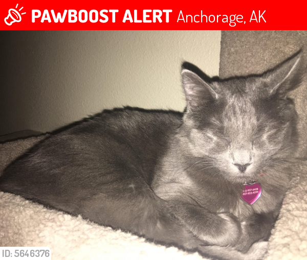 Lost Female Cat in Anchorage, AK 99504 Named Lalaah (ID 5646376