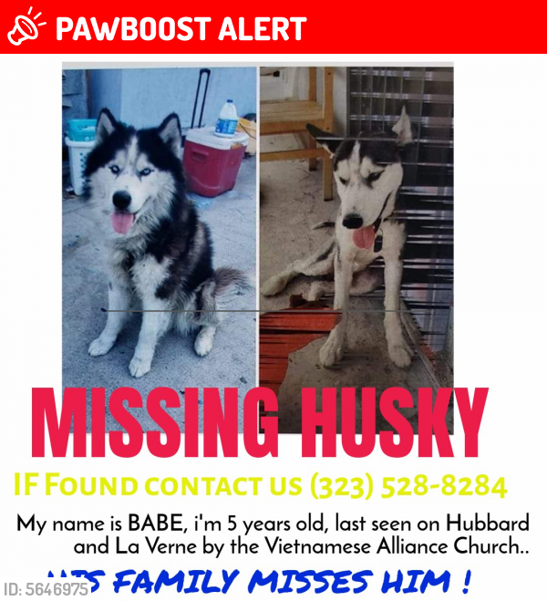 Lost Male Dog last seen Near E Hubbard St & Fraser Ave, East Los Angeles, CA 90022