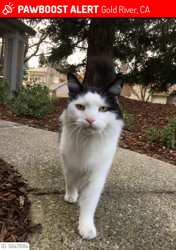 Lost Male Cat last seen Near Dark Canyon Dr & Silver Cliff Way, Gold River, CA 95670