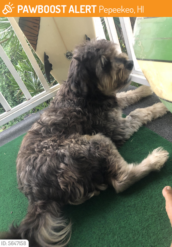 Found/Stray Unknown Dog last seen Kaloko and hwy 190, Pepeekeo, HI 96783