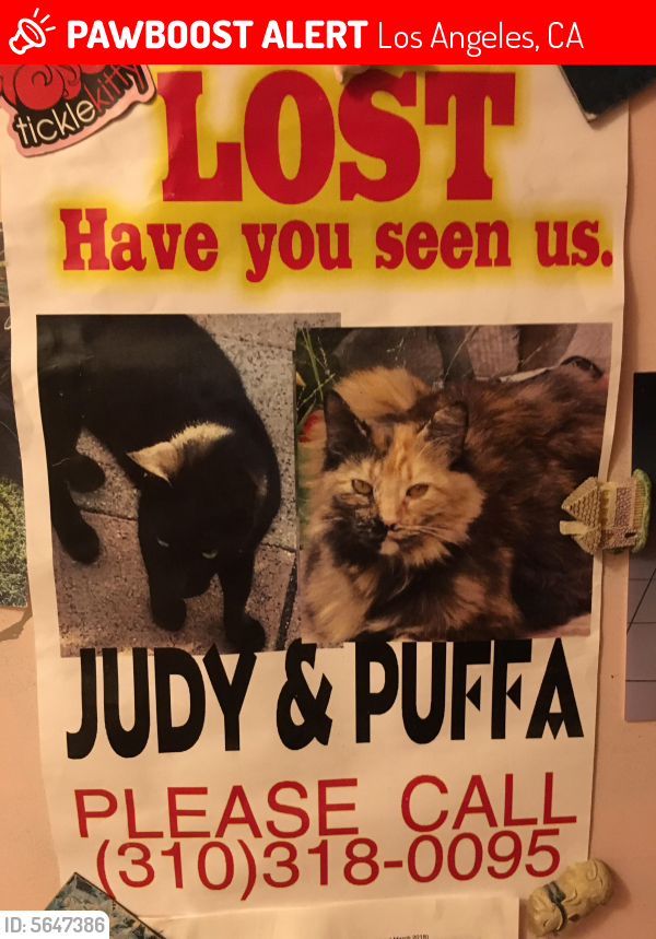 Lost Female Cat last seen Near Canton Dr & Berry, Los Angeles, CA 91604