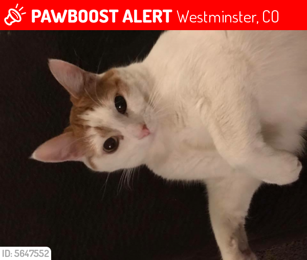 Lost Male Cat last seen Near W 110th Cir & Stuart Cir, Westminster, CO 80031