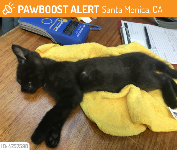 Deceased Male Cat last seen Near San Vicente and 24th, Santa Monica, CA 90402