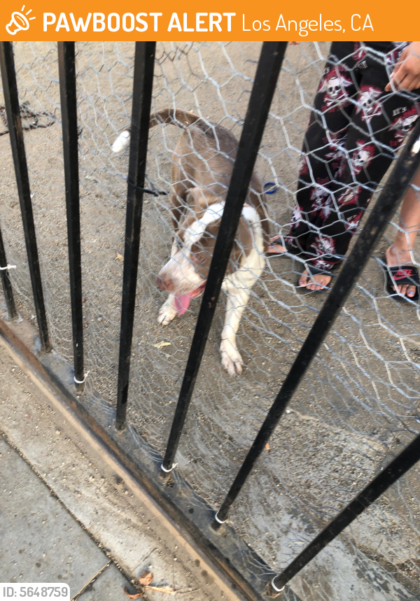 Found/Stray Male Dog last seen Near Leighton Ave & S Denker Ave, Los Angeles, CA 90018