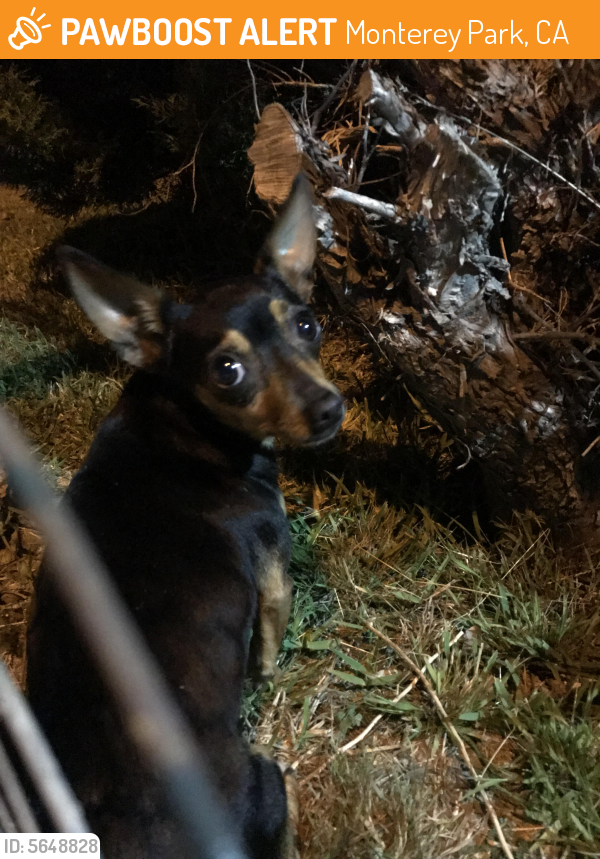 Found/Stray Unknown Dog last seen Near Mooney Dr & S Sefton Ave, Monterey Park, CA 91755