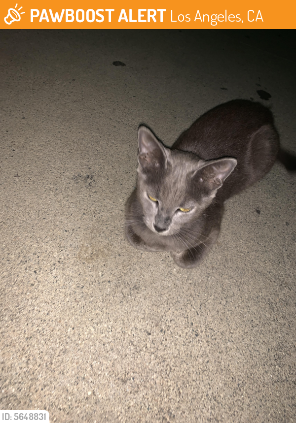 Surrendered Female Cat last seen Near W 22nd St & S Harvard Blvd, Los Angeles, CA 90018