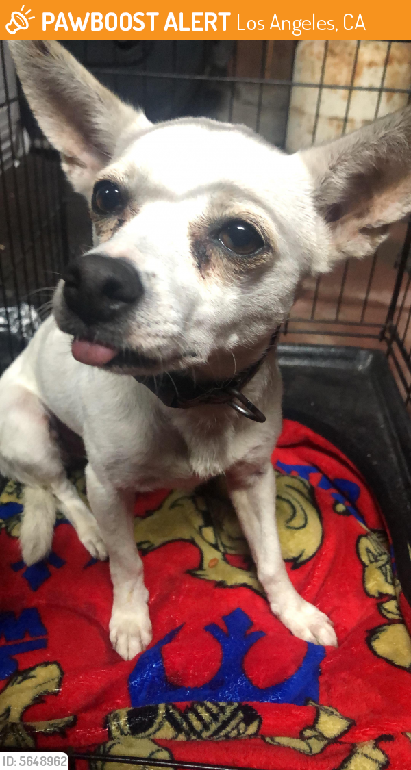 Found/Stray Female Dog last seen San Pedro and Manchester , Los Angeles, CA 90002