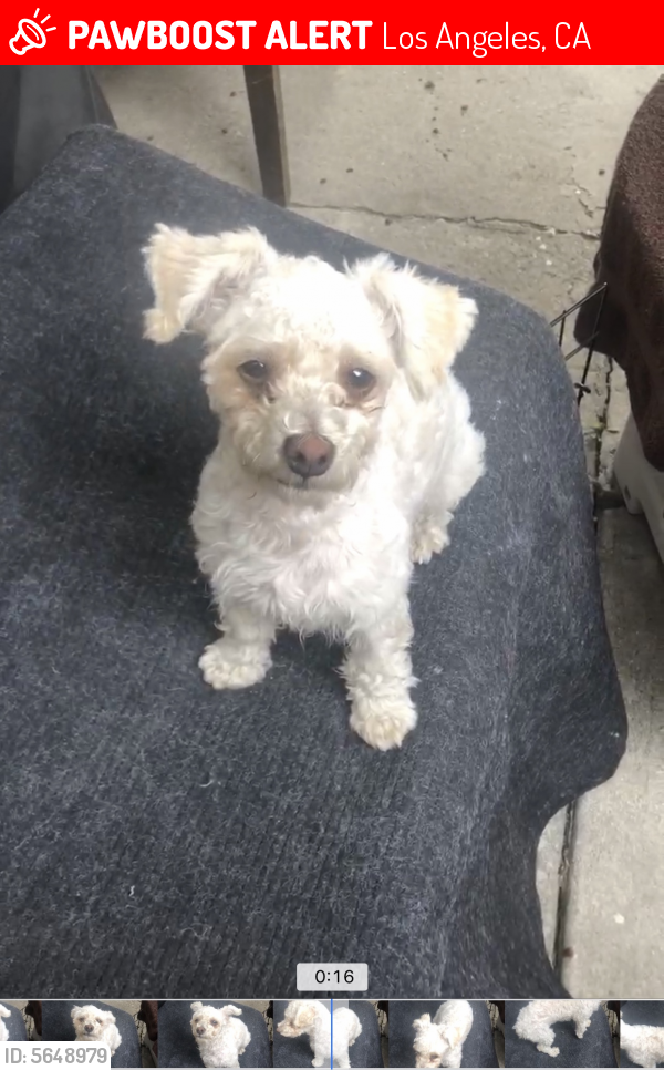 Lost Female Dog last seen Near Michigan Ave & N Breed St, Los Angeles, CA 90033