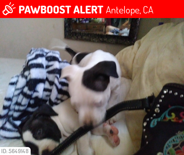 Lost Female Dog last seen Near U St & 32nd St, Antelope, CA 95843