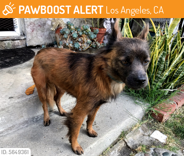 Found/Stray Male Dog last seen Near Inglewood Blvd & Aneta St, Los Angeles, CA 90230
