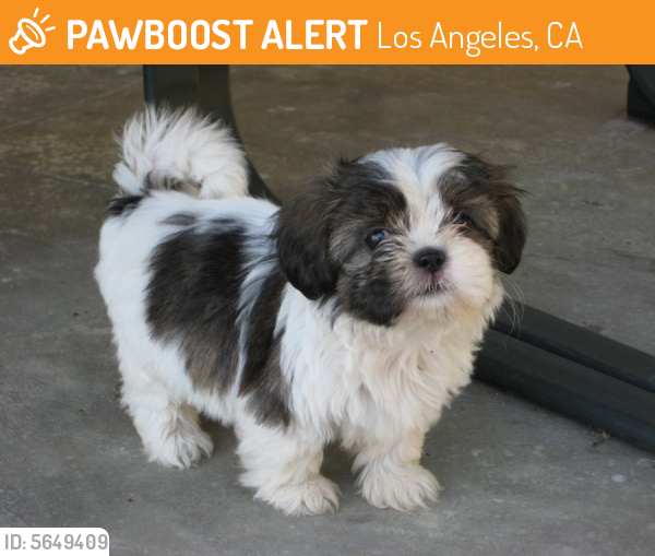 Found/Stray Female Dog last seen Near W Jefferson Blvd & S Broadway, Los Angeles, CA 90007