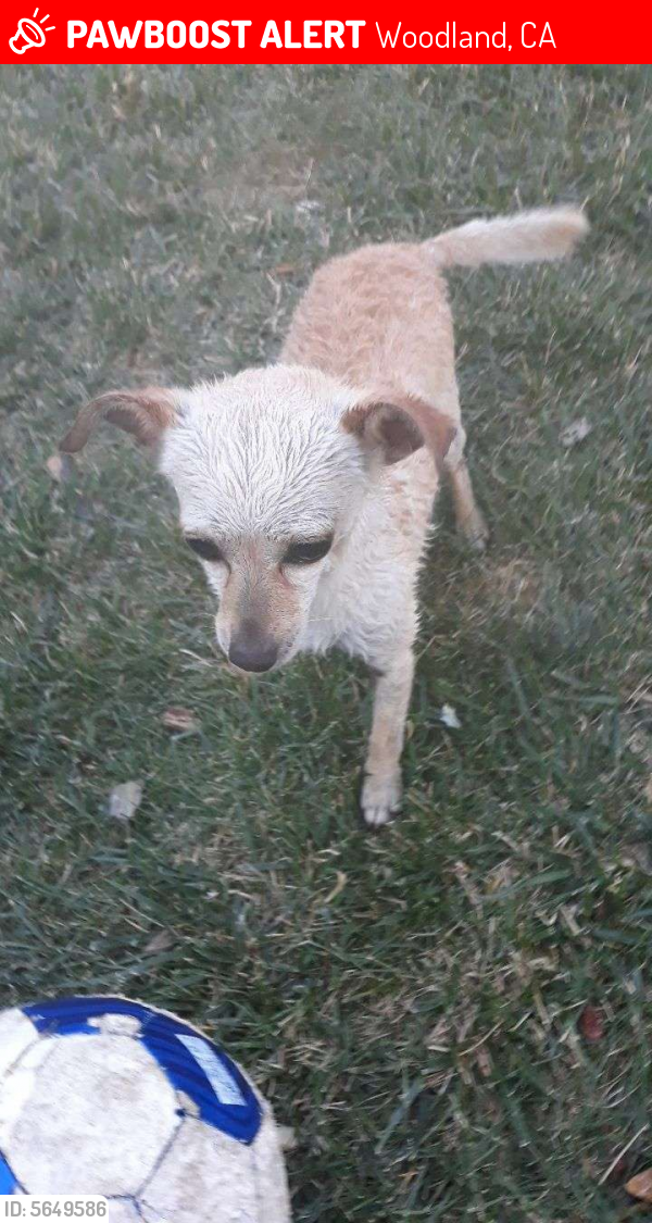 Lost Male Dog last seen Near Cottonwood St & W Cross St, Woodland, CA 95695