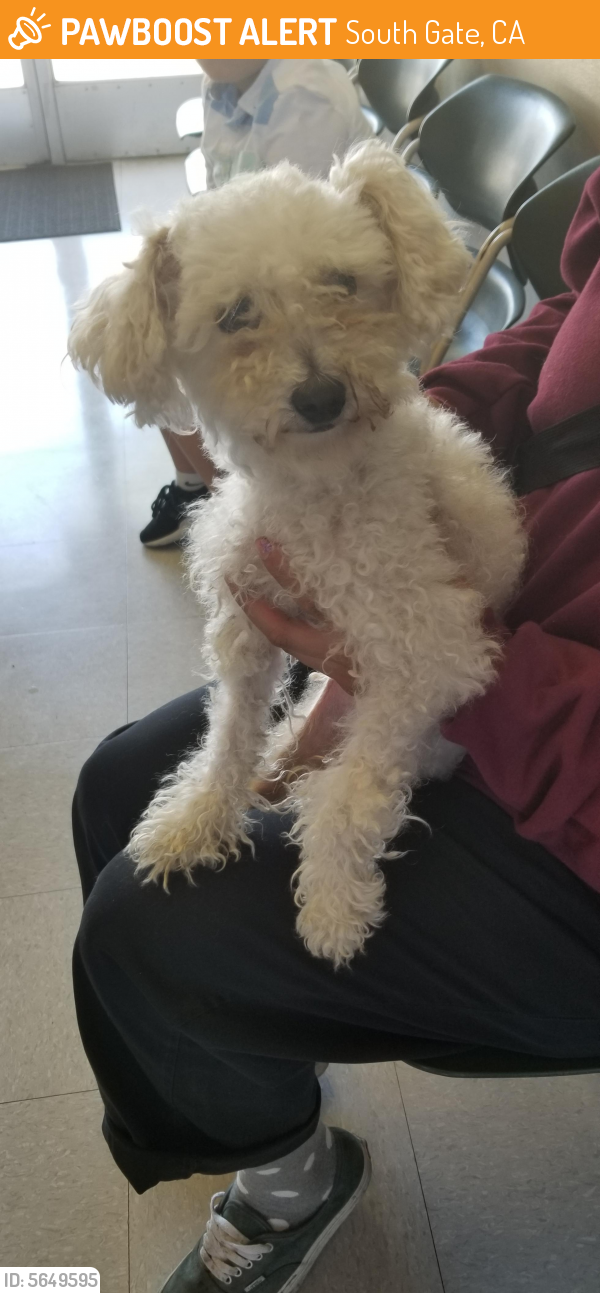 Found/Stray Unknown Dog last seen South Gate, South Gate, CA 90280