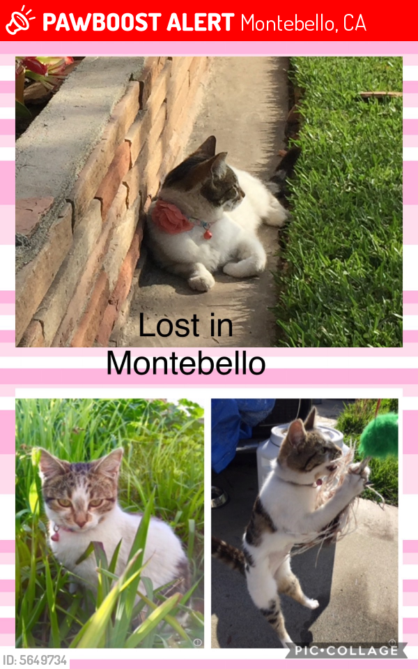 Lost Female Cat last seen Near S Taylor Ave & Hughes St, Montebello, CA 90640