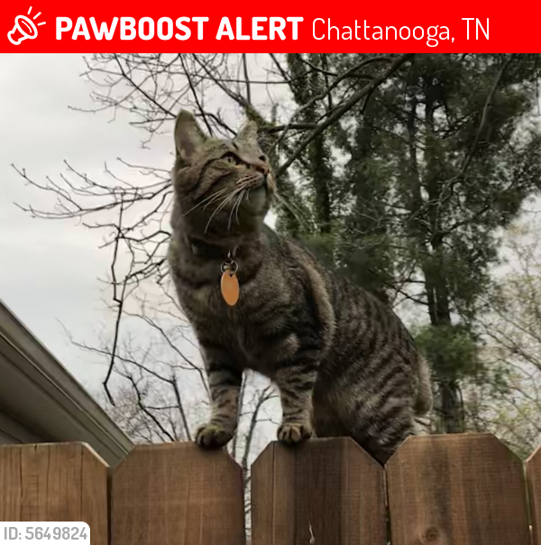 Lost Female Cat last seen Near Kingwood Cir & Daniel Dr, Chattanooga, TN 37412
