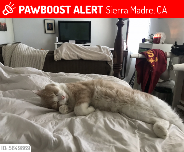 Lost Male Cat last seen Near Acacia St & Valle Vista Dr, Sierra Madre, CA 91024
