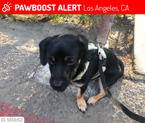 Lost Male Dog last seen Near Morella Ave & Albers St., Los Angeles, CA 91607