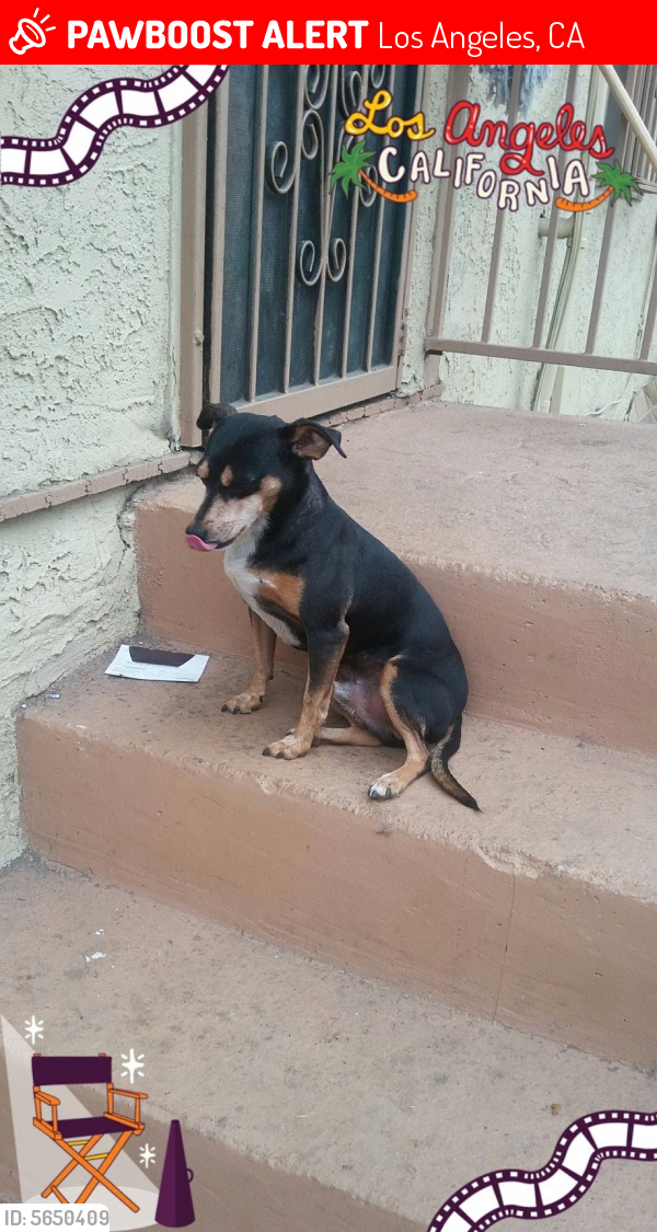 Lost Male Dog last seen Near E 43rd Pl & Crocker St, Los Angeles, CA 90011