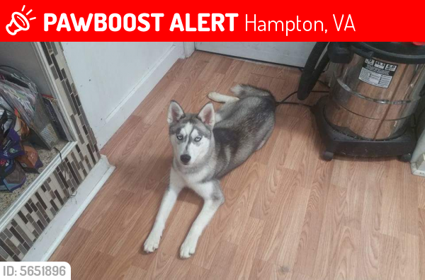 Lost Female Dog last seen Near Wickham Ave & W Mercury Blvd, Hampton, VA 23605