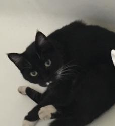 Lost Male Cat last seen Near 47th Ave N & 46th St N, St. Petersburg, FL 33714