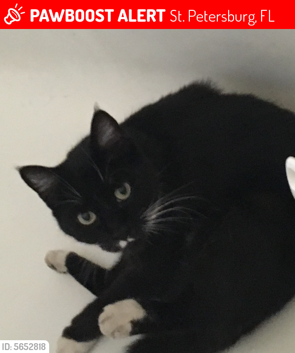 Lost Male Cat last seen Near 47th Ave N & 46th St N, St. Petersburg, FL 33714